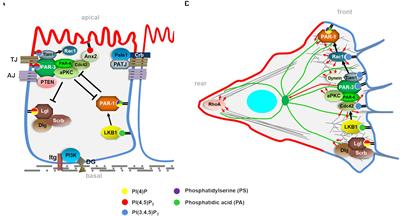 Phospholipids of the Plasma Membrane – Regulators or Consequence of Cell Polarity?