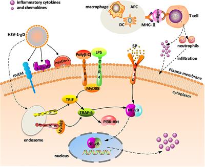 Herpes simplex virus enhances chemokine function through