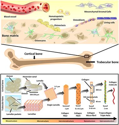 Frontiers Natural Polymeric Scaffolds In Bone Regeneration Bioengineering And Biotechnology Frontiers Natural Polymeric Scaffolds In Bone Regeneration Bioengineering And Biotechnology