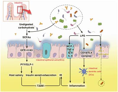 Frontiers  New Insights Into Microbiota Modulation-Based