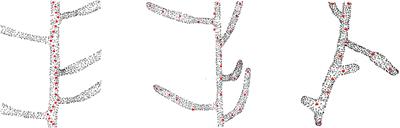 Frontiers | Skeletonization of Plant Point Cloud Data Using Stochastic ...