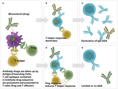 Frontiers  T-Cell Dependent Immunogenicity of Protein Therapeutics Pre-clinical  Assessment and Mitigation–Updated Consensus and Review 2020