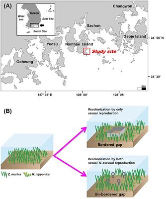 Unique Reproductive Trait for Seagrass Revealed, Coastal