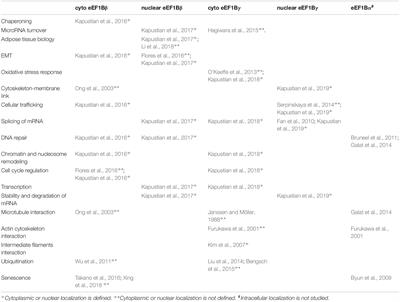 Frontiers Non Translational Connections Of Eef1b In The Cytoplasm And Nucleus Of Cancer Cells Molecular Biosciences