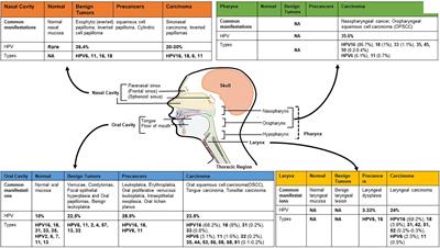 hpv head and neck cancer uk