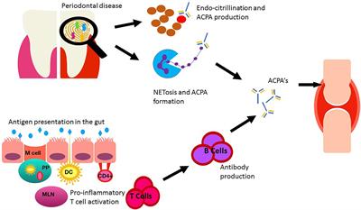 Frontiers The Role Of The Microbiome In Driving Ra Related Autoimmunity Cell And Developmental Biology