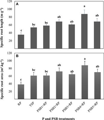 Frontiers Phosphate Solubilizing Rhizobacteria Could Have A Stronger Influence On Wheat Root Traits And Aboveground Physiology Than Rhizosphere P Solubilization Plant Science