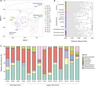 Frontiers  Rhodobacteraceae dominate the core microbiome of the