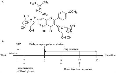 Frontiers Icariin Prevents Extracellular Matrix Accumulation And Ameliorates Experimental Diabetic Kidney Disease By Inhibiting Oxidative Stress Via Gper Mediated P62 Dependent Keap1 Degradation And Nrf2 Activation Cell And Developmental Biology