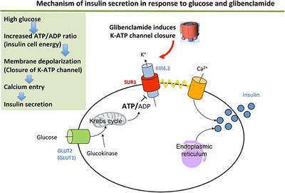 fogyatékosságcsoport hipertónia diabetes mellitus