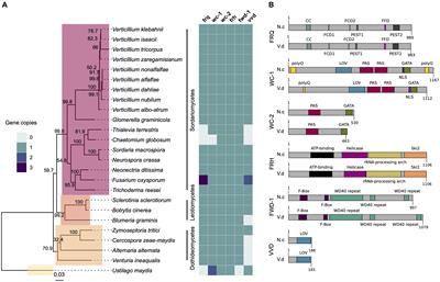 Frontiers No Evidence That Homologs Of Key Circadian Clock Genes Direct Circadian Programs Of Development Or Mrna Abundance In Verticillium Dahliae Microbiology Frontiers No Evidence That Homologs Of Key Circadian Clock Genes Direct Circadian Programs Of Development Or Mrna Abundance In Verticillium Dahliae Microbiology