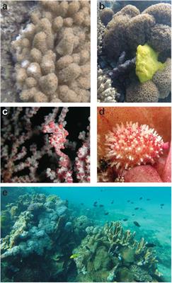 Frontiers | Know Thy Anemone: A Review of Threats to Octocorals and ...