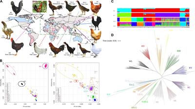 Frontiers Genome Wide Population Genetic Analysis Of Commercial Indigenous Game And Wild Chickens Using 600k Snp Microarray Data Genetics