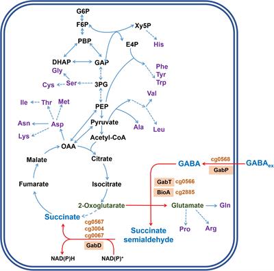 Frontiers Regulation Of G Aminobutyrate Gaba Utilization In Corynebacterium Glutamicum By The Pucr Type Transcriptional Regulator Gabr And By Alternative Nitrogen And Carbon Sources Microbiology