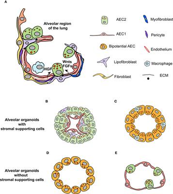Frontiers | Dissecting the Niche for Alveolar Type II Cells With Alveolar Organoids | Cell and ...