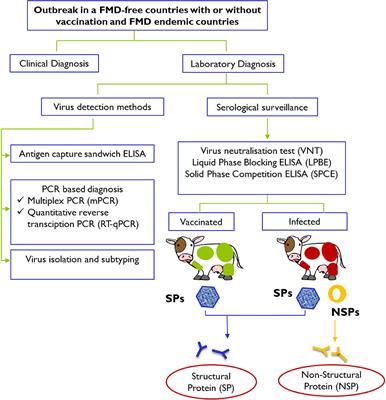 Diagnostics, Free Full-Text