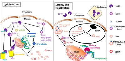 Interaction of HCMV capsid proteins SCP and MCP with the core NEC