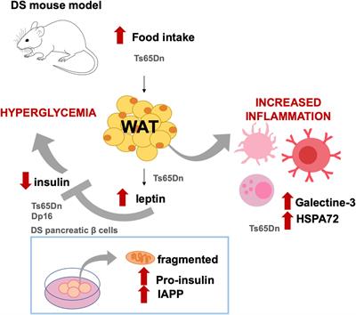 Frontiers Down Syndrome Is A Metabolic Disease Altered Insulin Signaling Mediates Peripheral And Brain Dysfunctions Neuroscience