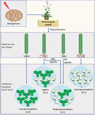 Mechanisms Supporting Successful Double Fertilization Of Flowering Plants Frontiers Research Topic