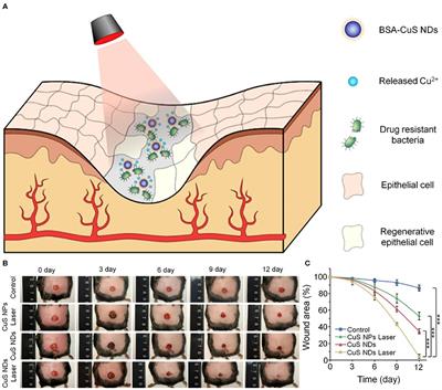 Frontiers | Chronic Wound Healing by Amniotic Membrane: TGF-β and EGF  Signaling Modulation in Re-epithelialization