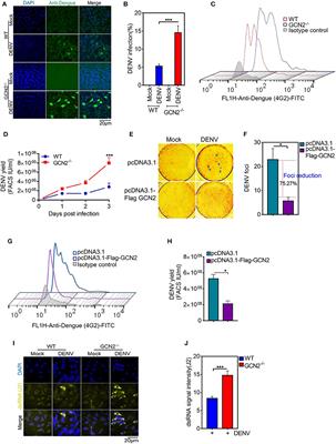 Frontiers Dengue Virus Induced Cox 2 Signaling Is Regulated Through Nutrient Sensor Gcn2 Immunology Frontiers Dengue Virus Induced Cox 2 Signaling Is Regulated Through Nutrient Sensor Gcn2 Immunology