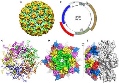 hpv virus cell structure