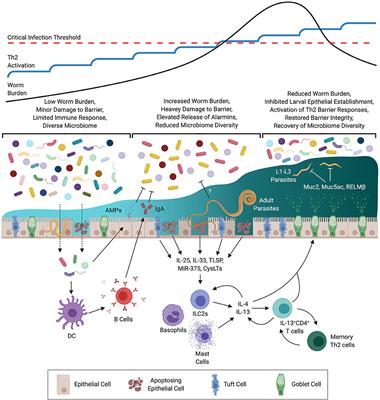 helminthiasis ad