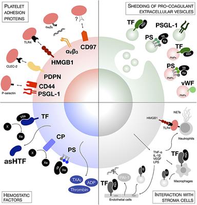 Frontiers Platelets And Metastasis New Implications Of An Old Interplay