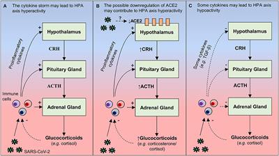 Frontiers Psycho Neuroendocrine Immune Interactions In Covid 19 Potential Impacts On Mental Health Immunology