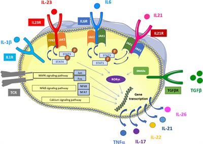Frontiers Innate Cells The Alternative Source Of Il 17 In Axial And Peripheral Spondyloarthritis Immunology