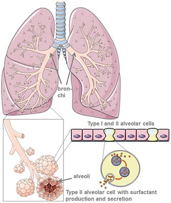what is the total dead space in lungs what is the total dead space in lungs