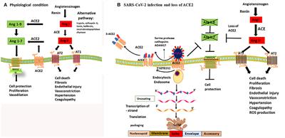 Frontiers Ace2 Much More Than Just A Receptor For Sars Cov 2 Cellular And Infection Microbiology
