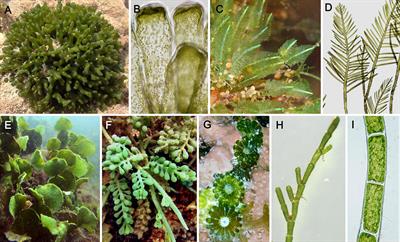 Frontiers | Diversity of Sulfated Polysaccharides From Cell Walls of  Coenocytic Green Algae and Their Structural Relationships in View of Green  Algal Evolution