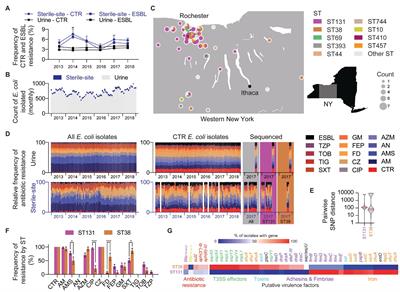 Sequence type diversity and population structure of ESBL-producing