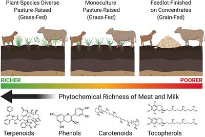 Frontiers | Health-Promoting Phytonutrients Are Higher in Grass-Fed Meat and Milk Frontiers | Health-Promoting Phytonutrients Are Higher in Grass-Fed Meat and Milk