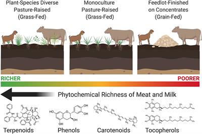 Is grass-fed and finished beef really better for you? - The Food Farm