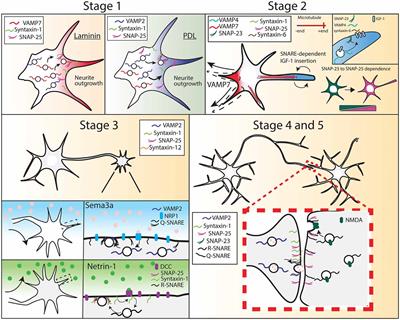 Reconstructing Soma–Soma Synapse-like Vesicular Exocytosis with DNA Origami