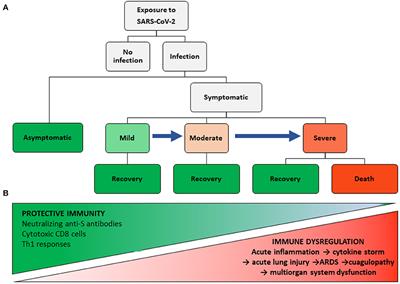 Understanding SARS-CoV-2-Mediated Inflammatory Responses: From