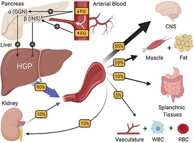 Frontiers | Exercise-Induced Improvements to Whole Body Glucose Metabolism  in Type 2 Diabetes: The Essential Role of the Liver