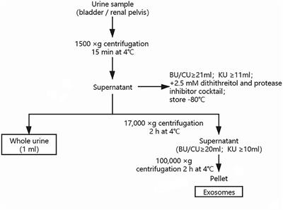 Frontiers Matrix Remodeling Associated Protein 5 In Urinary Exosomes As A Potential Novel Marker Of Obstructive Nephropathy In Children With Ureteropelvic Junction Obstruction Pediatrics