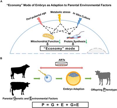 Frontiers | Parental Effects on Epigenetic Programming in Gametes and  Embryos of Dairy Cows