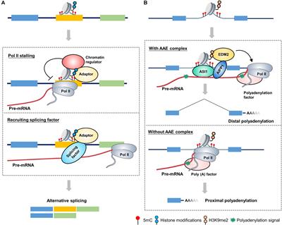 Frontiers | The Crosstalk Between Epigenetic Mechanisms And Alternative Rna  Processing Regulation | Genetics Frontiers | The Crosstalk Between Epigenetic Mechanisms And Alternative Rna  Processing Regulation | Genetics