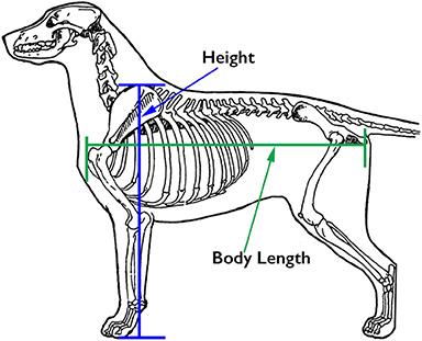 THE DOG'S REAR END: its role in activities and weight distribution