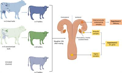 Frontiers | Mating to Intact, but Not Vasectomized, Males Elicits Changes  in the Endometrial Transcriptome: Insights From the Bovine Model