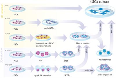 Frontiers Neural Stem Cells And Methods For Their Generation From Induced Pluripotent Stem Cells In Vitro Cell And Developmental Biology Frontiers Neural Stem Cells And Methods For Their Generation From Induced Pluripotent Stem Cells In Vitro Cell And Developmental Biology