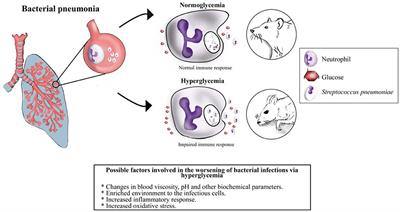 Hyperglycemia in Diabetic Skin Infections Promotes Staphylococcus aureus  Virulence Factor Aureolysin: Visualization by Molecular Imaging