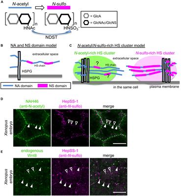 Frontiers Heparan Sulfate Proteoglycan Clustering In Wnt Signaling And Dispersal Cell And Developmental Biology Frontiers Heparan Sulfate Proteoglycan Clustering In Wnt Signaling And Dispersal Cell And Developmental Biology