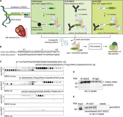 Frontiers The Cardiac Syndecan 2 Interactome Cell And Developmental Biology