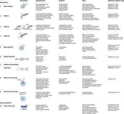 Frontiers The Mechanics Of Mitotic Cell Rounding Cell And Developmental Biology