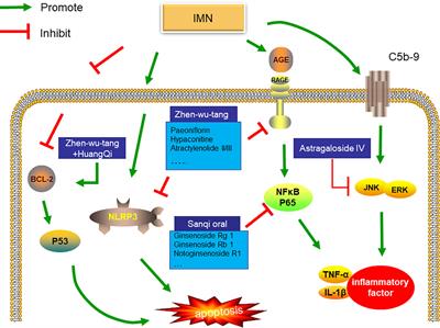 Frontiers How Does Herbal Medicine Treat Idiopathic Membranous Nephropathy Pharmacology